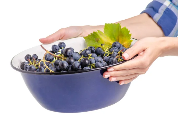 Kom van druiven in de handen — Stockfoto