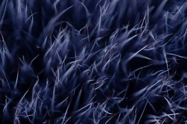 Mavi siyah kürk makro villus doku detay doğa