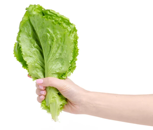 Salade verlaat aard in de hand — Stockfoto