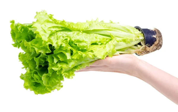 Salad leaves in hand — Stock Photo, Image