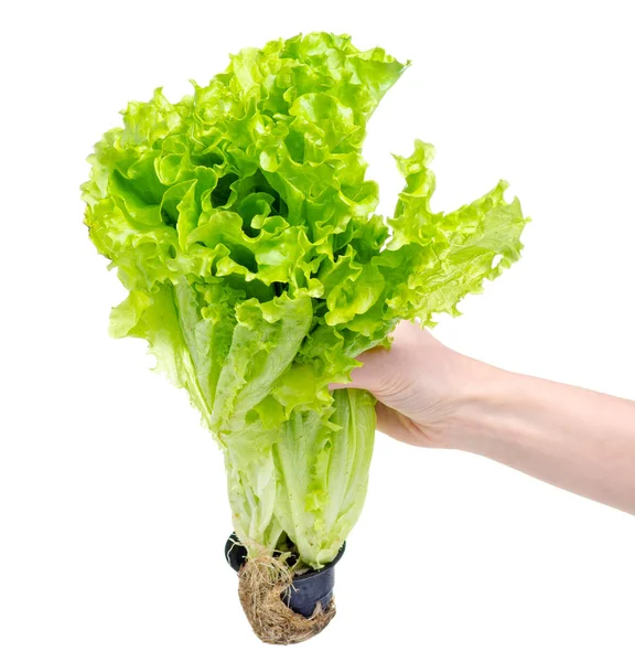 Listy salátu v ruce — Stock fotografie