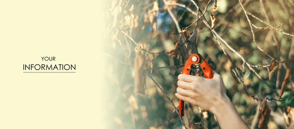 Kobieta cięcie suche gałęzie w strukturze ogród słońca — Zdjęcie stockowe