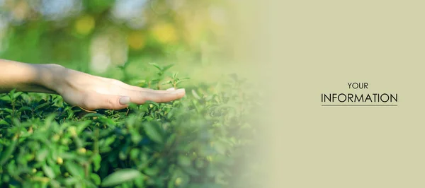 Woman gardener hand bushes gardening pattern