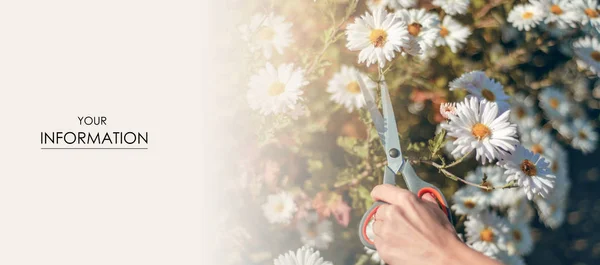 Mujer jardinero corte flores jardinería tijeras patrón —  Fotos de Stock