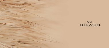 Bej sarı kürk makro villus doku detay doğa desen