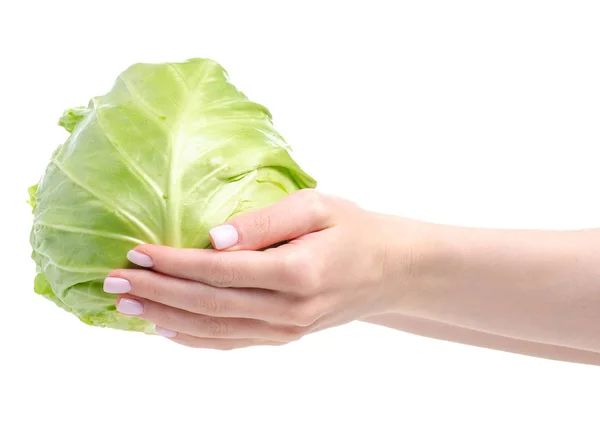 Young cabbage in hand — Stockfoto