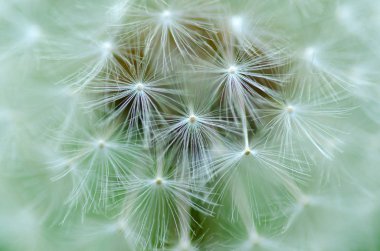 Karahindiba çiçeği doğa yeşil bahar