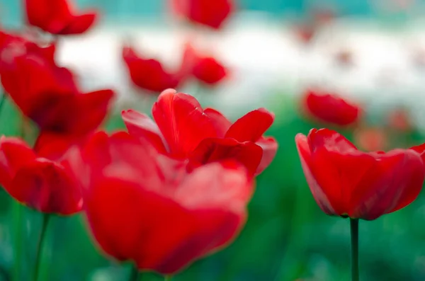 Red tulips plants green grass — Stock Photo, Image