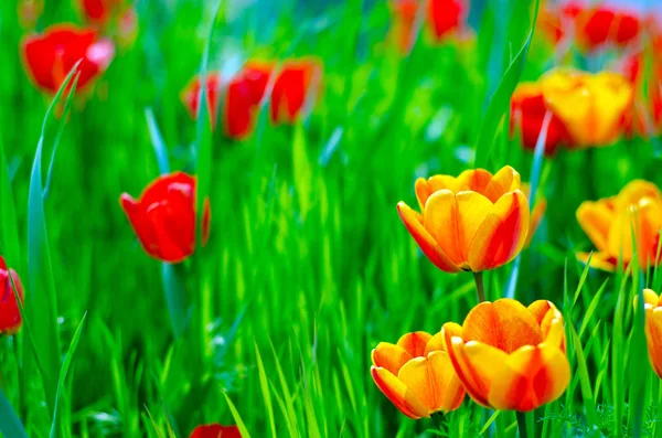 Tulips plants green grass — Stock Photo, Image