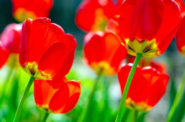 Kırmızı lale bitkiler yeşil çim