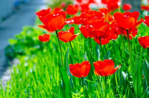 Красные тюльпаны — стоковое фото