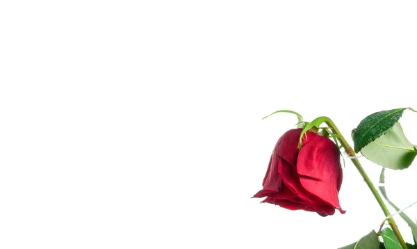 Rosa desbota broto — Fotografia de Stock