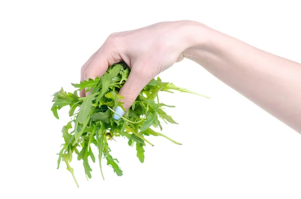 Arugula zöld növény frissességét a kezében — Stock Fotó