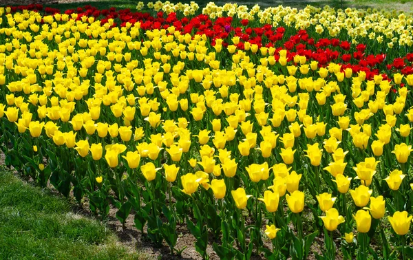 Tulips flower nature green garden — Stock Photo, Image