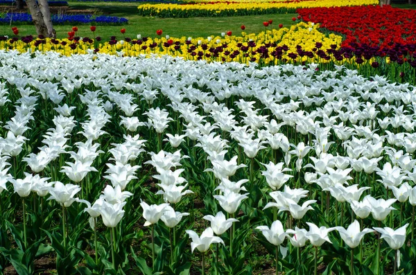 Tulips flower nature green garden — Stock Photo, Image