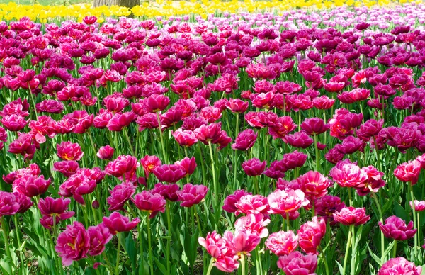 Tulips flower nature green garden — Stock Photo, Image