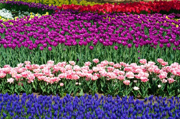 Tulpen Blume Natur grüner Garten — Stockfoto