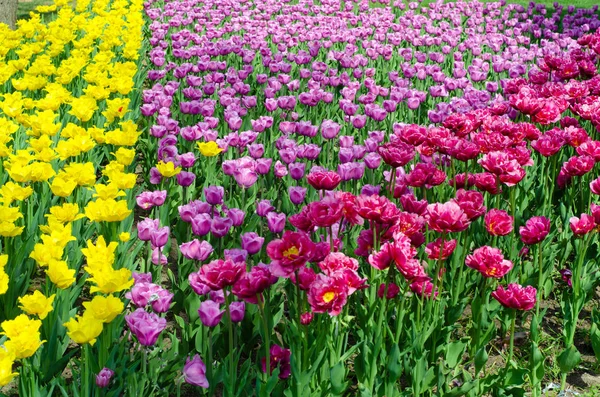Tulipánok virág természet zöld kert — Stock Fotó