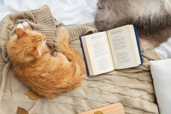 Chat rouge tabby couché sur une couverture à la maison en hiver — Photo