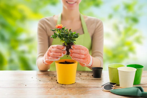 Nahaufnahme einer Frau, die Rose in Blumentopf pflanzt — Stockfoto