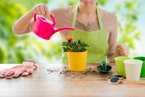 Close up of woman planting and watering roses — Stock Photo, Image