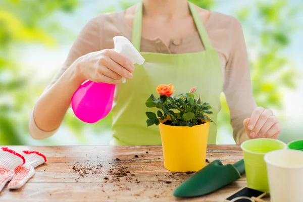 Gros plan des mains de la femme pulvérisation de roses en pot — Photo