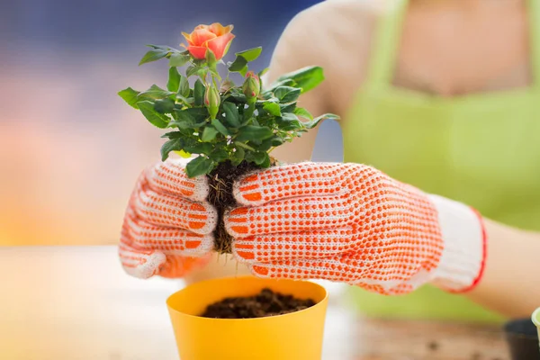 Close up de mulher plantando rosa para vaso de flores — Fotografia de Stock