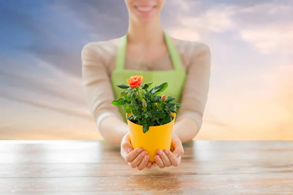 Gardener hands holding flower pot with rose — Stock Photo, Image