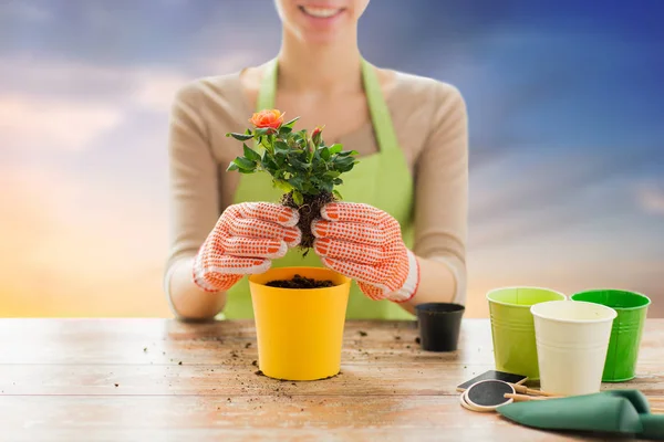 Close up of woman planting rose to flower pot — Stock Photo, Image