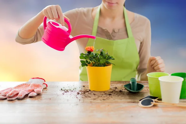 Close up of woman planting and watering roses — Stock Photo, Image