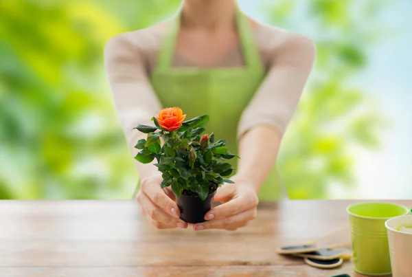 Kertész kezei rose virágcserép — Stock Fotó