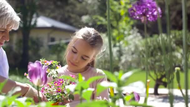 Großmutter und Mädchen pflanzen Blumen im Garten — Stockvideo