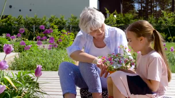 Γιαγιά και κορίτσι φύτευση λουλουδιών στον κήπο — Αρχείο Βίντεο