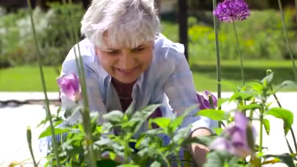 Senior vrouw planten van bloemen op de zomertuin — Stockvideo