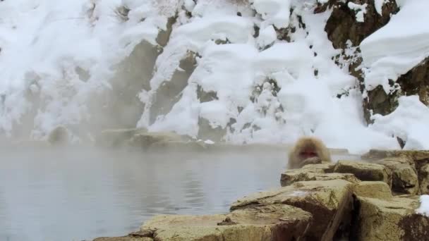 Macaco japonês ou macaco de neve na primavera quente — Vídeo de Stock