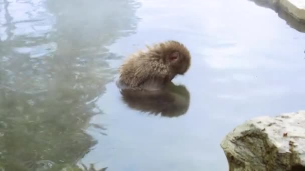 Ιαπωνικά πίθηκος μακάκος ή χιόνι στο ζεστό άνοιξη — Αρχείο Βίντεο