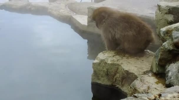 Японский макак или снежная обезьяна в горячей весной — стоковое видео