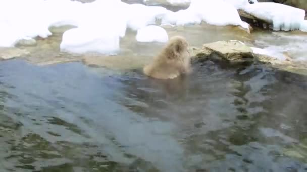 Macaco japonês ou macaco de neve na primavera quente — Vídeo de Stock