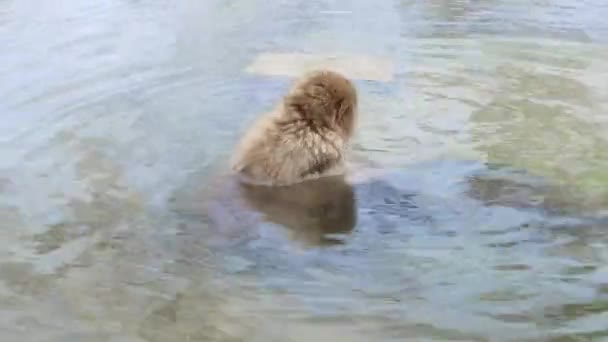 Japanische Makaken oder Schneeaffen im heißen Frühling — Stockvideo