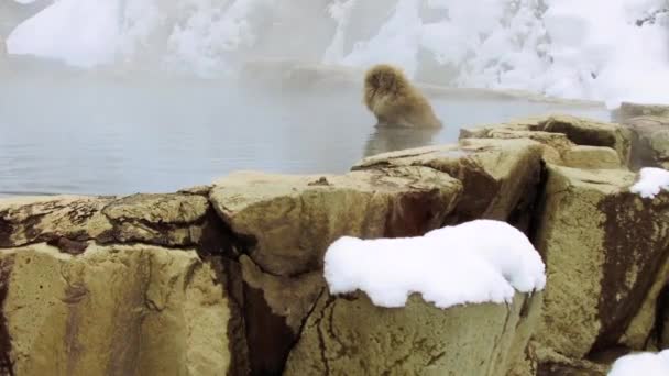 Japanese macaque or snow monkey in hot spring — Stock Video