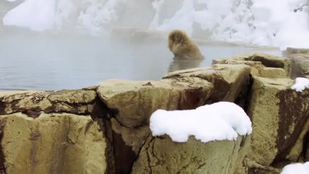 Japoński macaque lub śniegu małpa w ciepłej wiosny — Wideo stockowe