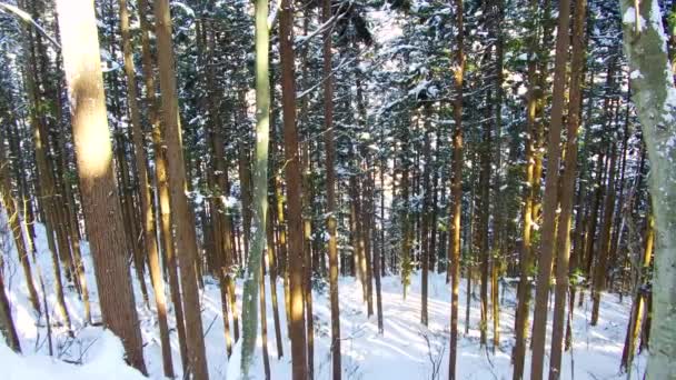 Зимовий ліс в Японії — стокове відео