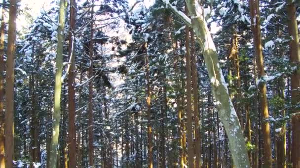 Winter forest in japan — Stock Video