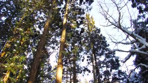 Forêt d'hiver au Japon — Video