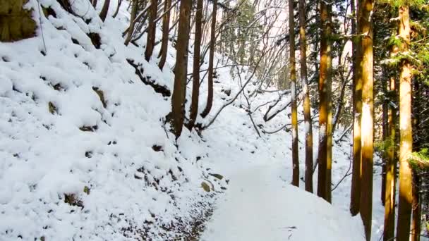 Bosque de invierno en Japón — Vídeo de stock