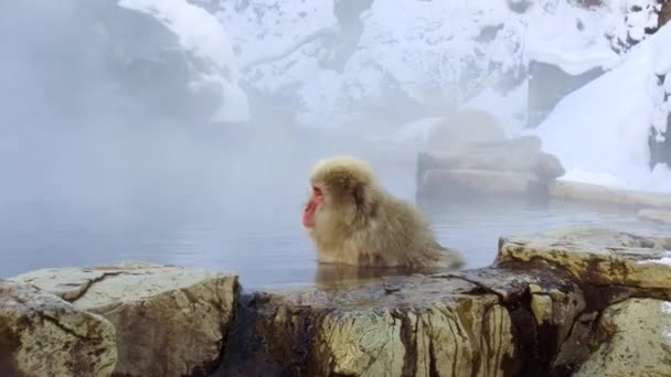 Ιαπωνικά πίθηκος μακάκος ή χιόνι στο ζεστό άνοιξη — Αρχείο Βίντεο