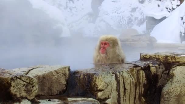 Japanese macaque or snow monkey in hot spring — Stock Video