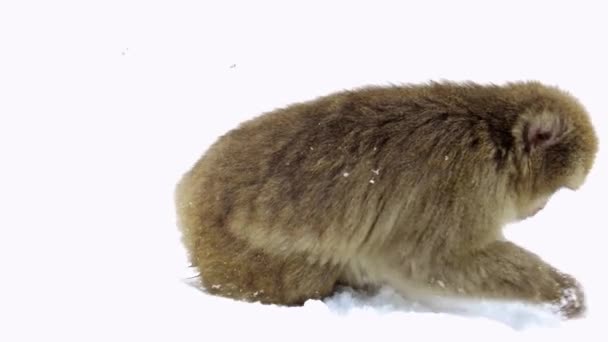 Macaco japonés o mono buscando comida en la nieve — Vídeos de Stock