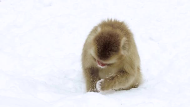Macaco japonés o mono buscando comida en la nieve — Vídeo de stock