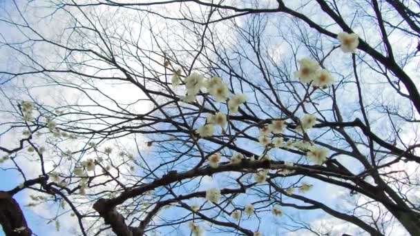 Perto de flores de árvore de sakura bonitas no parque — Vídeo de Stock